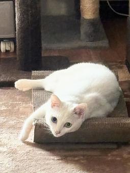 白猫と爪とぎ 白猫と爪とぎ ねこ,爪とぎ,寝そべるの写真素材