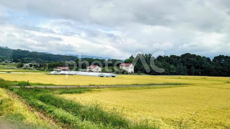 田園風景 田園風景,田園,田んぼの写真素材