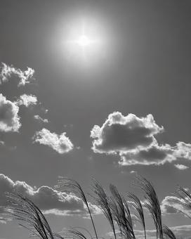 ススキと太陽　モノクローム ススキ,モノクローム,モノクロの写真素材