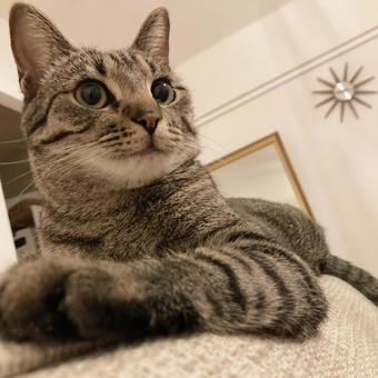 猫 猫の写真