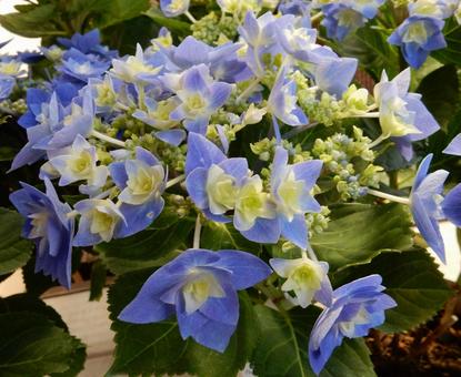 【花の写真】紫陽花の花 【花の写真】紫陽花の花 紫陽花,アジサイ,あじさいの写真素材