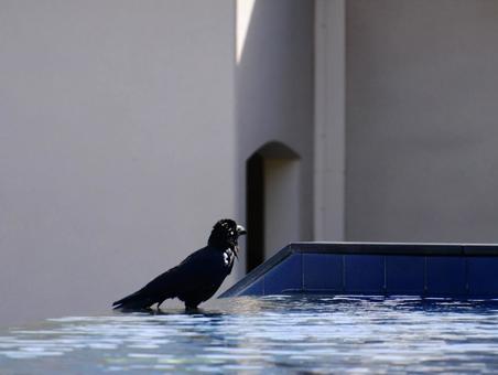 水浴びする鳥 水浴びする鳥の写真