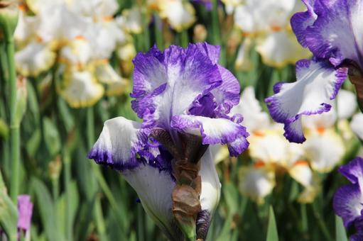ジャーマンアイリス　咲く風景 鮮やか,ジャーマンアイリス,美しいの写真素材