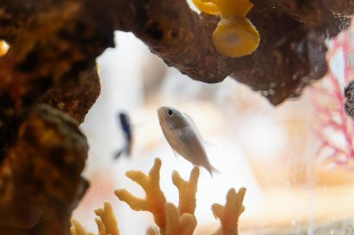水槽の中を泳ぐ熱帯魚とサンゴ② 水槽の中を泳ぐ熱帯魚とサンゴ② 熱帯魚,水槽,サンゴの写真素材