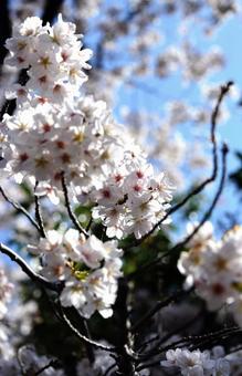 八重桜 八重桜の写真