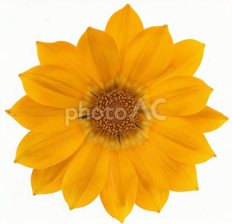ガザニア　切り抜きパス ガザニア,花,黄色の写真素材
