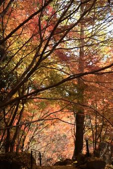 こっちから見る紅葉 こっちから見る紅葉 紅葉,秋,銀杏の写真素材