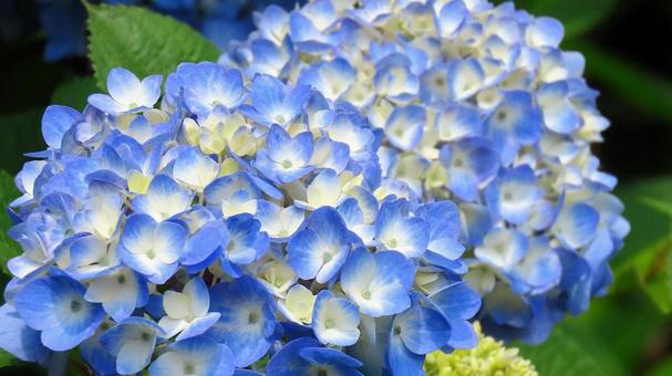 本勝寺のあじさい 本勝寺のあじさい あじさい,紫陽花,梅雨の写真素材