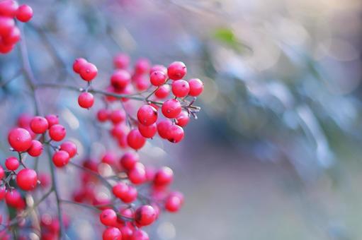 Red nandina berries, JPG Red nandina berries, JPG