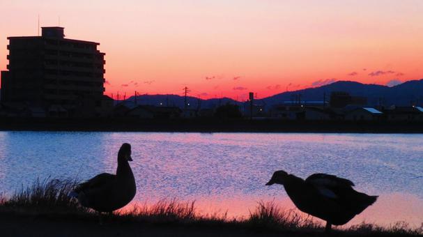 4月下旬の池の朝焼け 4月下旬の池の朝焼けの写真