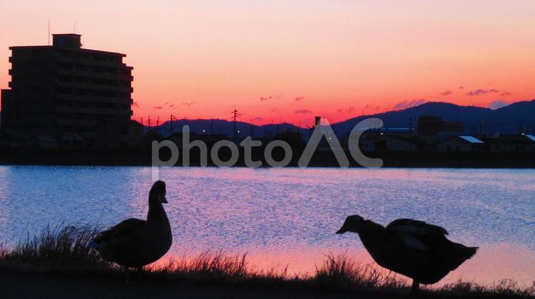 ４月下旬の池の朝焼け 背景,朝焼け,日の出の写真素材