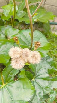 ツワブキの種 綿毛 石蕗 ツワブキ,石蕗,綿毛の写真素材