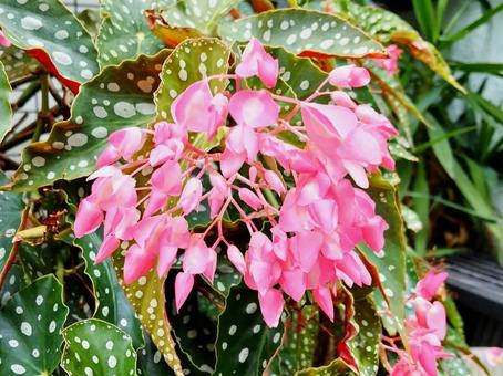 葉に水玉がある木立性ベゴニア 葉に水玉がある木立性ベゴニア 花,葉,木立性ベゴニアの写真素材