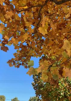 黄色の紅葉 黄色の紅葉の写真