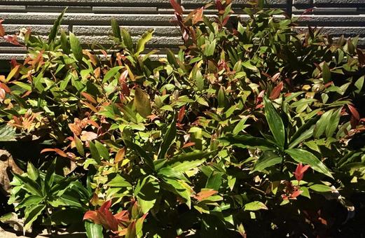 植込み 植込み,住宅,エントランスの写真素材