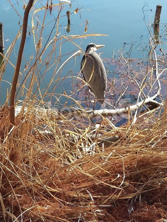 後ろ姿のゴイサギ ゴイサギ,枯草,鳥の写真素材