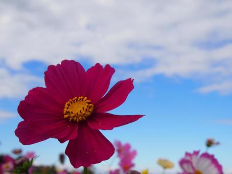 コスモス コスモス,花,空の写真素材