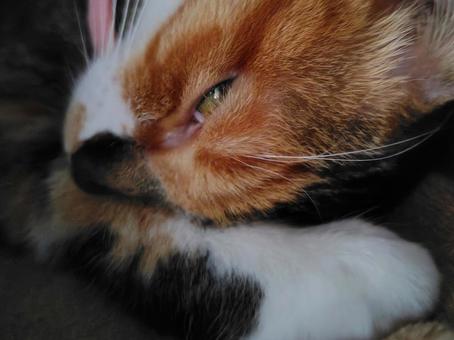 三毛猫の寝顔 三毛猫の寝顔 猫,顔,ペットの写真素材