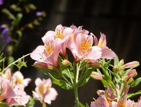 Photo, alstroemeria, lily narcissus, lycoris traubii (species of spider lily), 