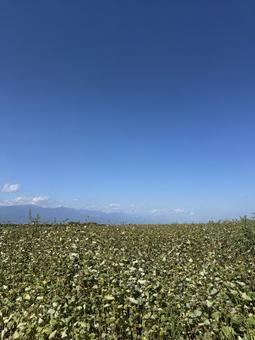 秋の蕎麦畑 蕎麦畑,秋,景色の写真素材