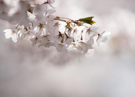 可憐な花、桜のアップ 可憐な花、桜のアップの写真