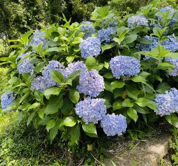 紫陽花たちの静かな輪舞曲 アジサイ,紫陽花,青紫の写真素材