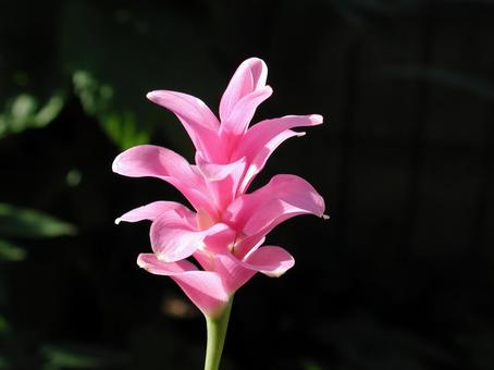 Photo, curcuma, wallpaper, petal portion - bract, 