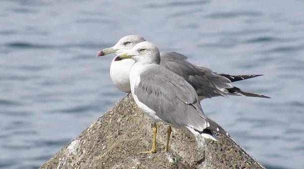 ウミネコ「3」 ウミネコ,海猫,カモメの写真素材