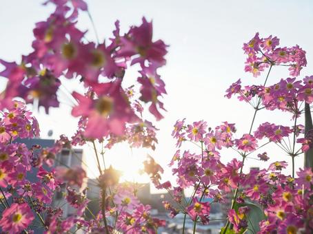 Primroses illuminated by the setting sun, JPG Primroses illuminated by the setting sun, JPG