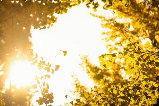 木漏れ日とイチョウの葉 イチョウ,木漏れ日,光の写真素材