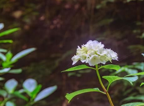 アジサイの小径　アジサイの花1ー17の写真