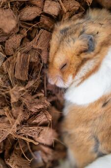 寝ているハムスターの顔_縦 ハムスター,動物,リラックスの写真素材