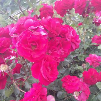 花 花の写真