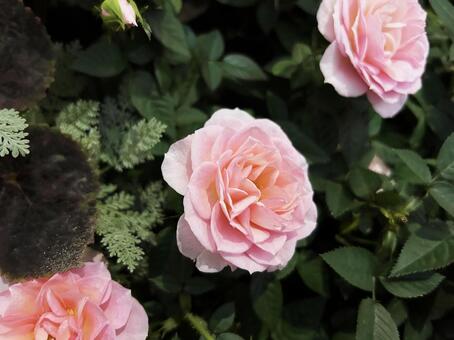 ピンク色のバラ バラ,アップ,ピンク色の写真素材