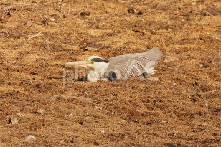 アオサギの休憩？ アオサギ,初撮り,休憩の写真素材