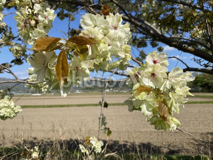 御衣黄　みどりの桜 御衣黄,桜,みどりの写真素材
