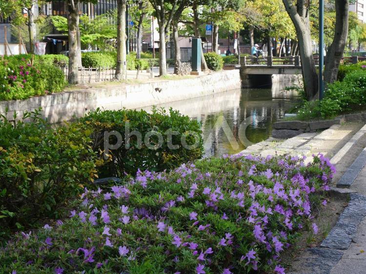 岡山　西川　ヤマツツジ　 4月,春,西川の写真素材