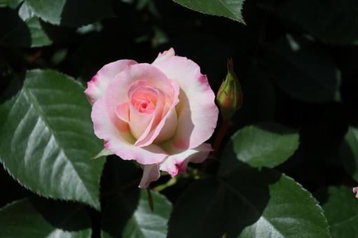 薄ピンクの花びらのバラの花のアップ 薄ピンクの花びらのバラの花のアップの写真