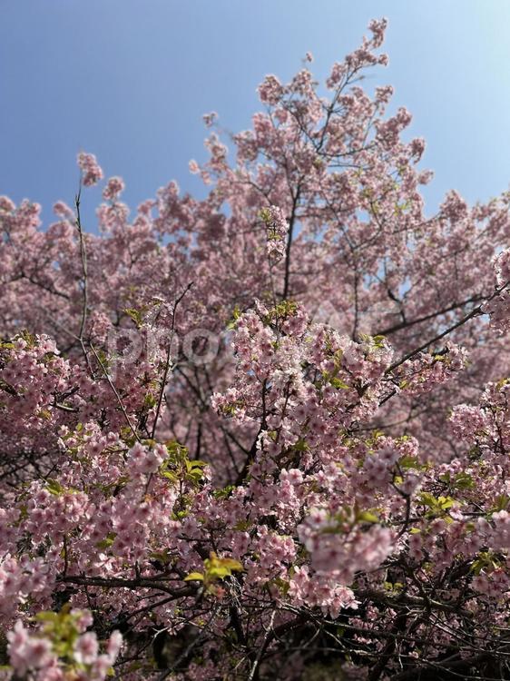 桜の木 桜,サクラ,さくらの写真素材