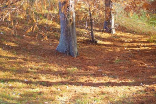落葉したカラマツ林の風景 落葉したカラマツ林の風景の写真