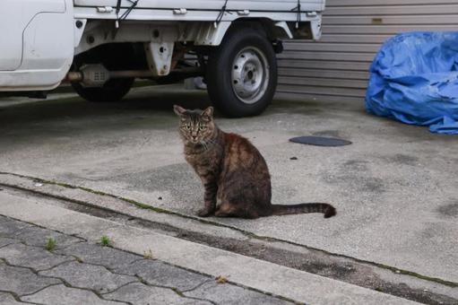 Photo, regional cat, domestic cat, nara, 