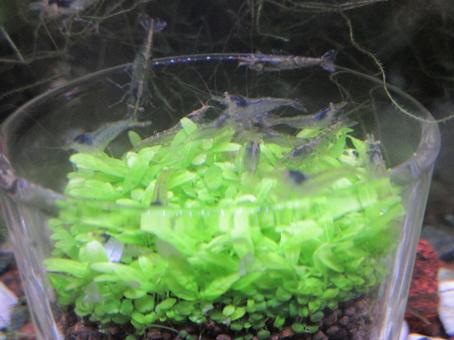 ミナミヌマエビと水草 ミナミヌマエビと水草の写真