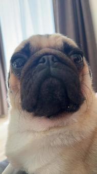 今日もドヤ顔 今日もドヤ顔 パグ,愛犬,犬の写真素材
