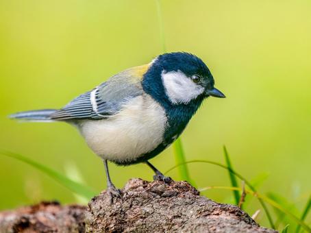 地面を歩くシジュウカラ 地面を歩くシジュウカラ シジュウカラ,野鳥,鳥の写真素材