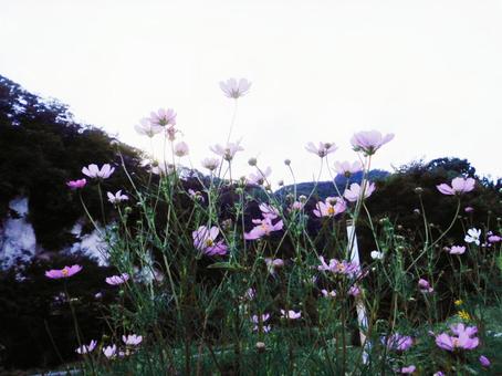 風に揺れて咲く秋桜の写真