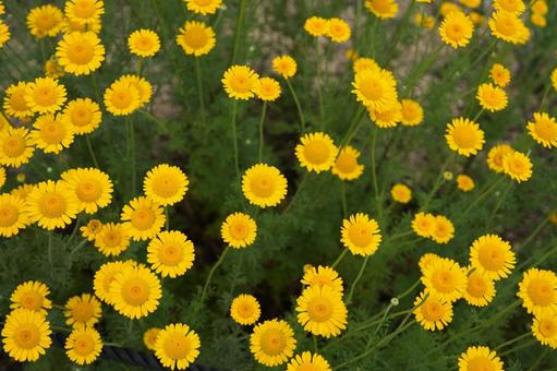 Photo, kouyakatsumi, dyers chamomile, yellow, 