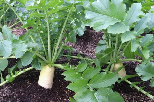 畑のダイコン 大根,野菜,畑の写真素材