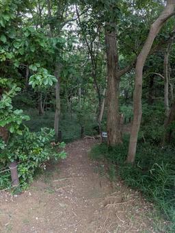 並木道 並木道 自然,並木道,木の写真素材