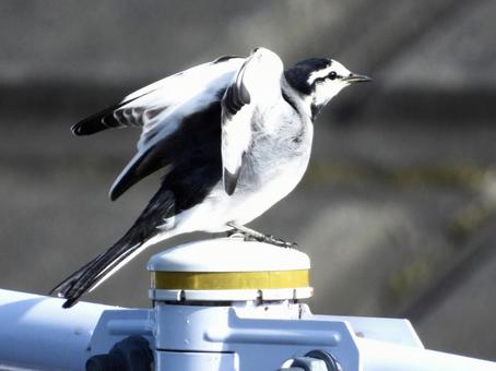 羽を広げるハクセキレイの写真