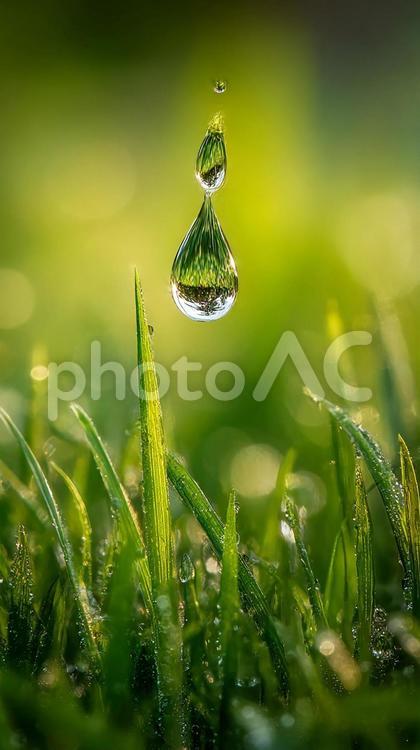 生命の輝きを感じる瑞々しい一滴 露,雫,水滴の写真素材